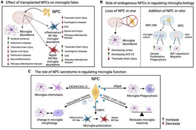 Regulation of microglia function by neural stem cells